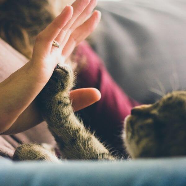A Pet Paw Touching Owner's Hand