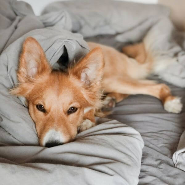 A Dog Lying on Bed