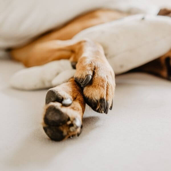 A Dog Sleeping on Bed