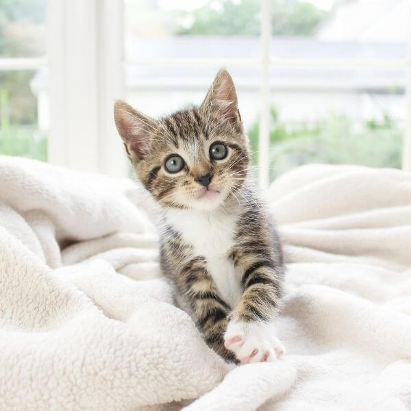 A Kitten Sitting on Blanket