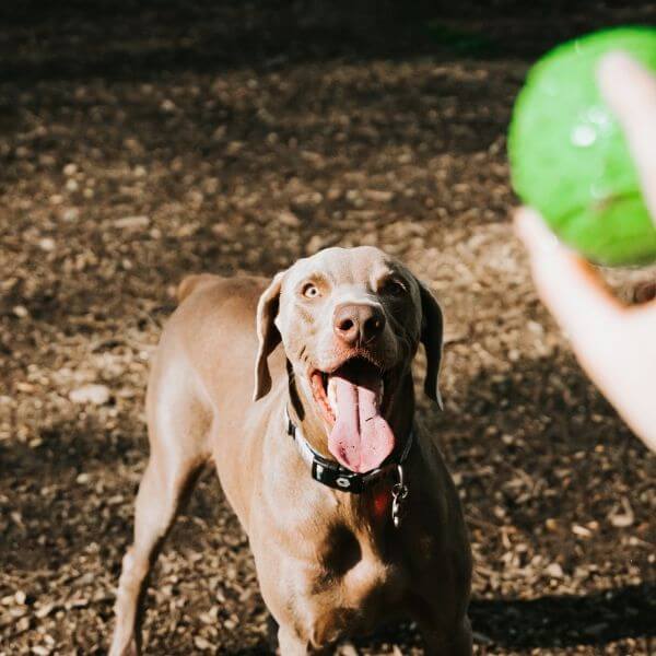 A Brown Dog Playing with Ball