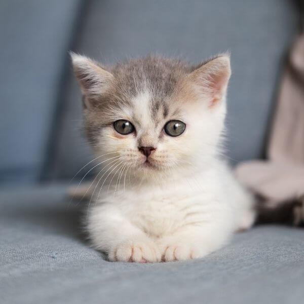 A Cute Kitten Sitting