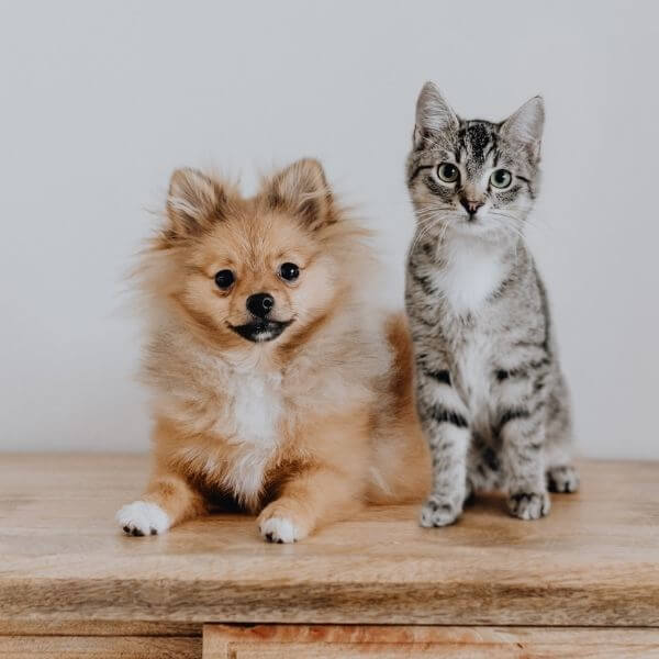 A Puppy and Kitten Next to Each Other