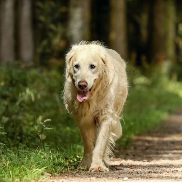 A Dog Walking on Path