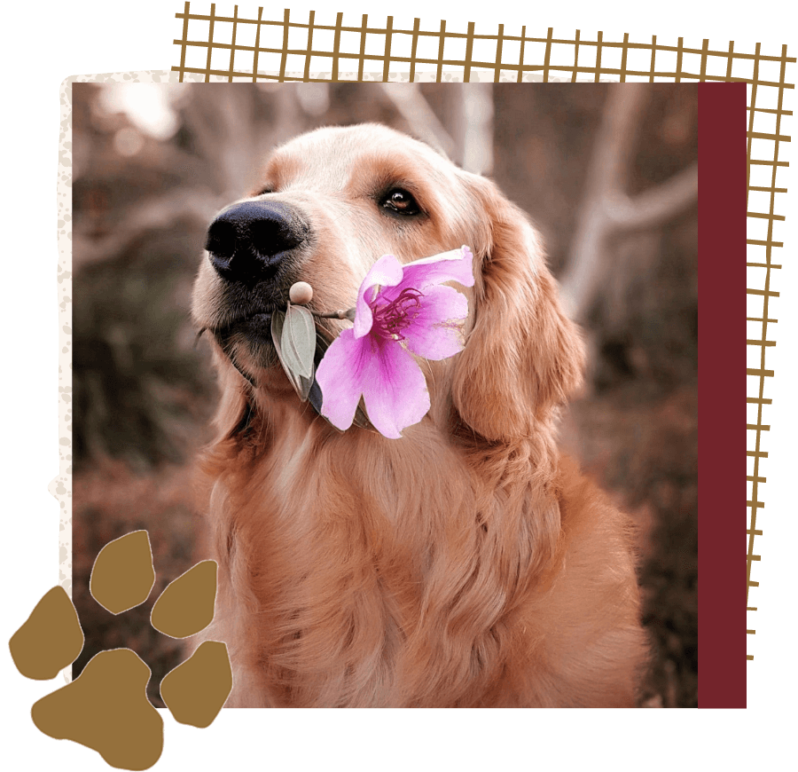 gold retriever with flower in mouth