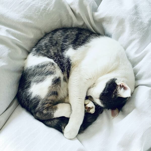 A Black and White Cat Sleeping