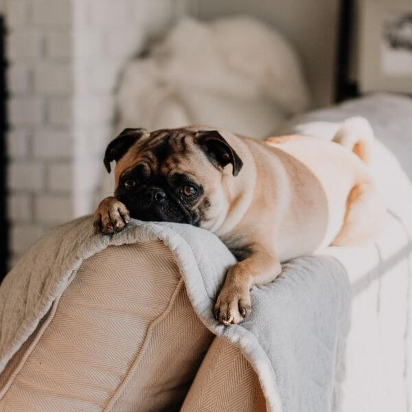 A Pug Lying on Couch