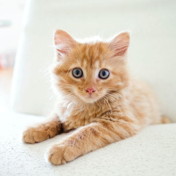 A Furry Brown Kitten