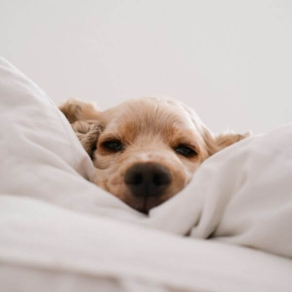 A Dog Peeking out of Bed